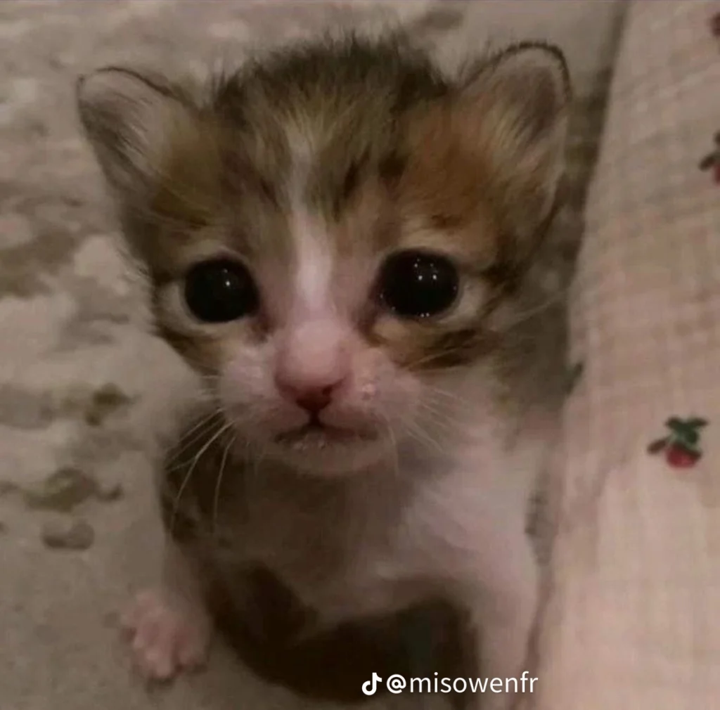 3fe6599e053cd9a43a1bcc919e46ecbb - kopie