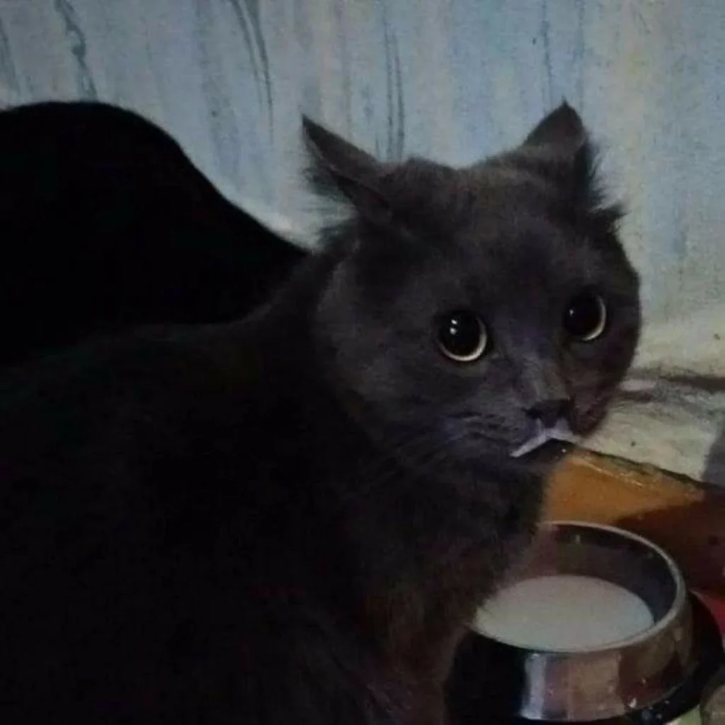 hellocattoos-20250317_173534-2584747385