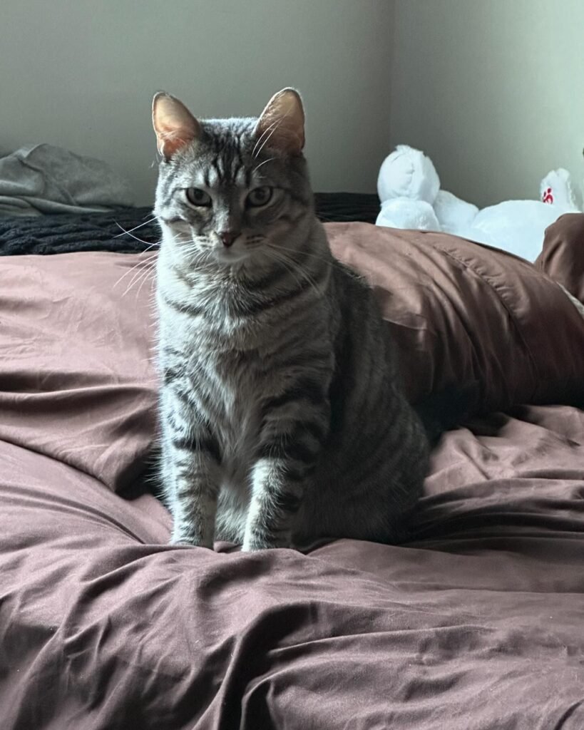 zazubabyman-20241015_194003-3991414169