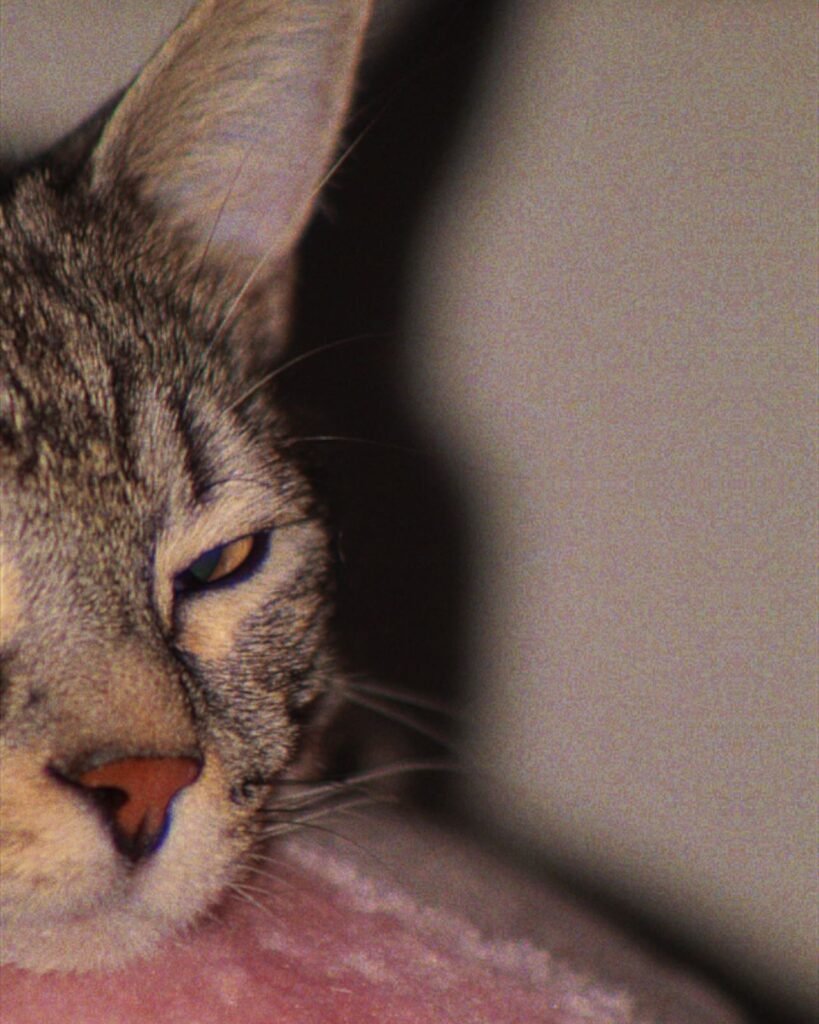 zazubabyman-20241113_201850-2336883667