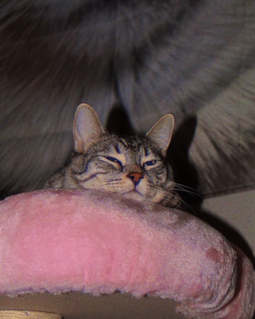 zazubabyman-20241113_201850-3545185475