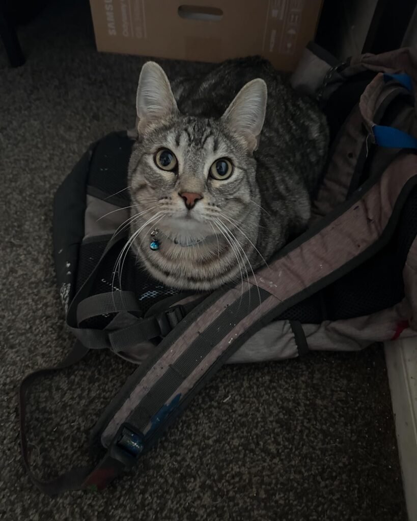 zazubabyman-20241129_003935-1764310025